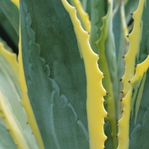 Agave Americana, Marginata, Variegated, Century Plant, agave, cactus, succulent, live plant image 8