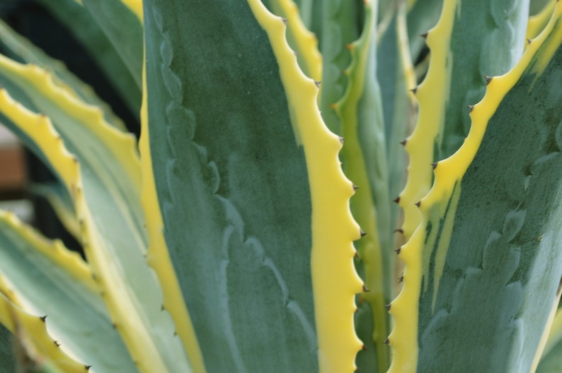 Agave Americana, Marginata, Variegated, Century Plant, agave, cactus, succulent, live plant image 8