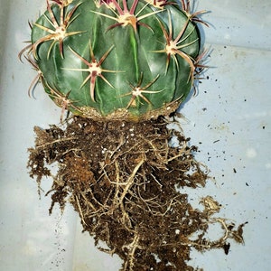 Devils Tongue Barrel Cactus, Ferocactus latispinus, fish hook cactus, barrel cactus, cactus, succulent, live plant image 6