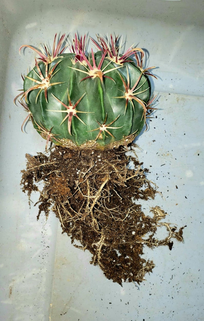 Devils Tongue Barrel Cactus, Ferocactus latispinus, fish hook cactus, barrel cactus, cactus, succulent, live plant image 6