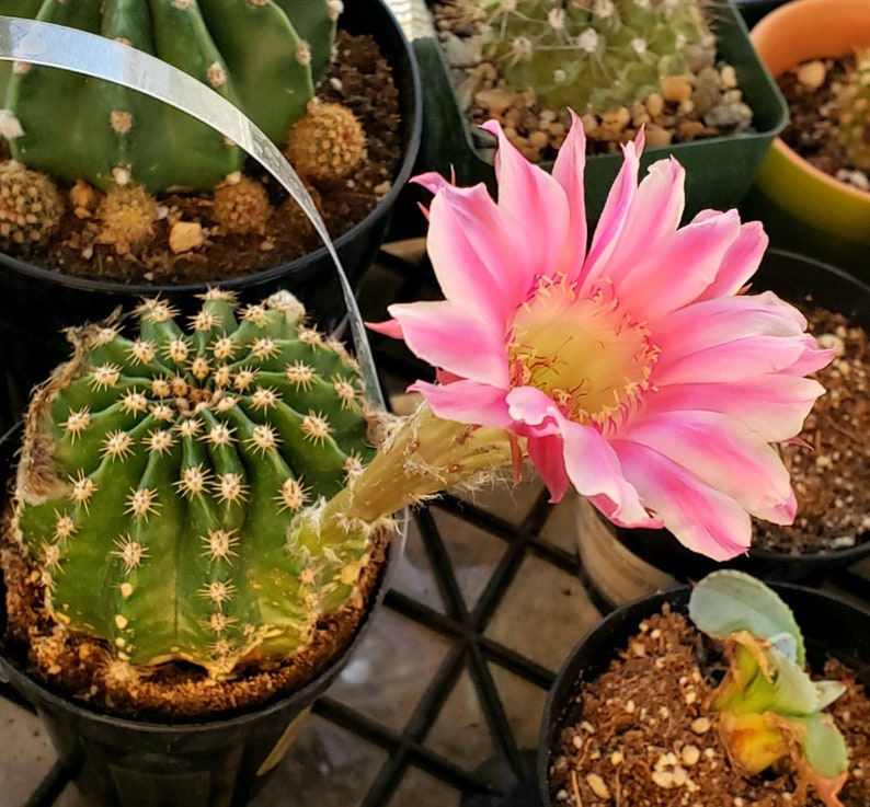 Ostern Lilly Kaktus Echinopsis oxygona rosa Blumen | Etsy