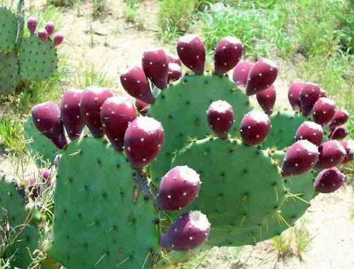 kaktus ev Heliabravoa chende (Kaktus) kaufen main image 0