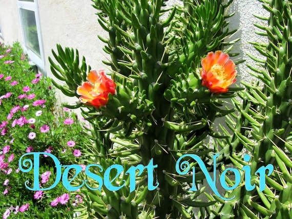 Austrocylindropuntia Subulata, Eve's Pin, Cactus, Succulent, Live Plant -  Etsy