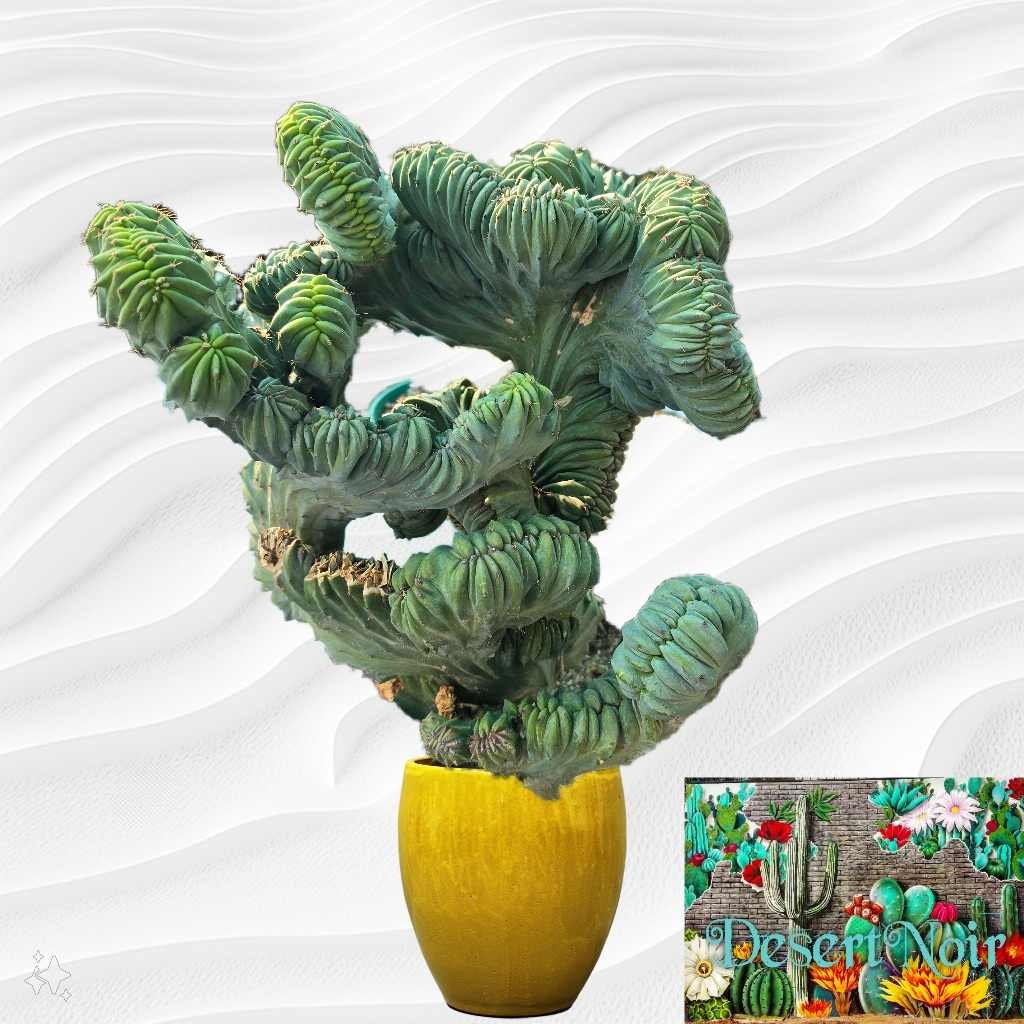 Dinosaur Back (myrtillocactus Geometrizans F. Cristata), Crested Cactus,  Succulent, Live Plant - Etsy