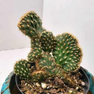 May include: A green cactus plant with multiple pads growing in a brown pot. The cactus has small, sharp spines and is a popular houseplant.