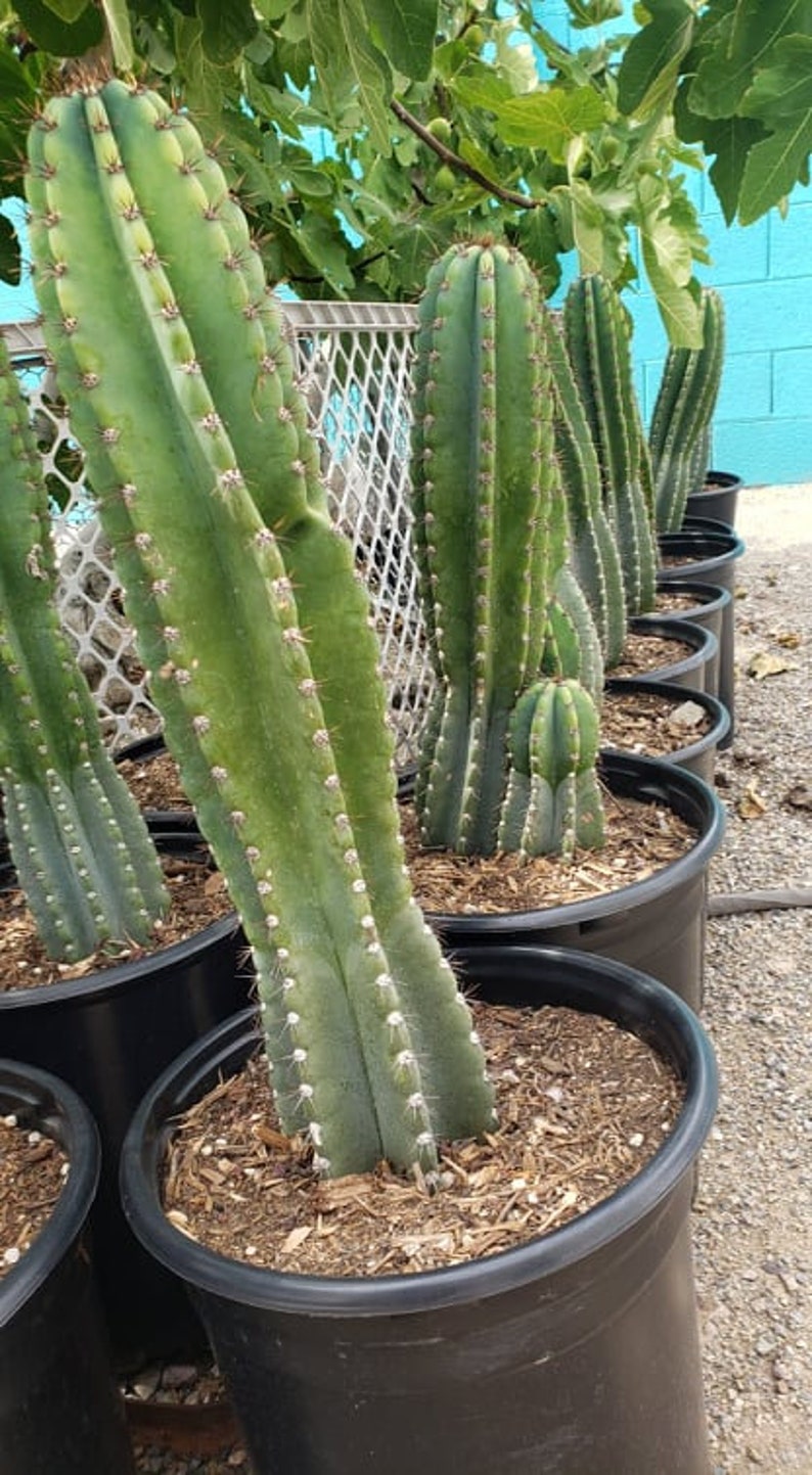 Peruvian Apple Cactus Cereus Repandus Cereus Peruvianus - Etsy