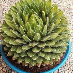 Agave Victoriae Reginae, Queen Victoria Agave, Agave, cactus, succulent, Live Plant image 6