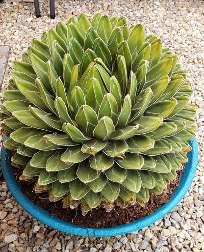 Agave Victoriae Reginae, Queen Victoria Agave, Agave, cactus, succulent, Live Plant image 6