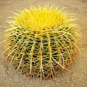 Golden Barrel Cactus – Echinocactus grusonii Live Succulent, Round Desert Cactus, Drought-Tolerant, Rare Landscape Plant