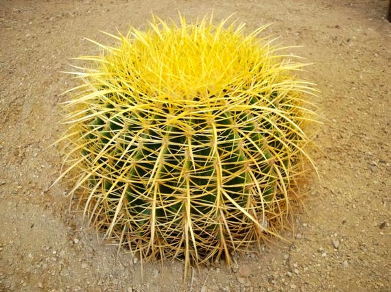 Golden Barrel Cactus  Echinocactus grusonii Live Succulent, Round Desert  Cactus, Drought-Tolerant, Rare Landscape Plant - Etsy sterreich