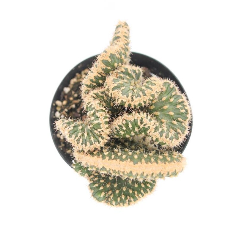 Desert Noir Opuntia parryi Serpentina Cristata