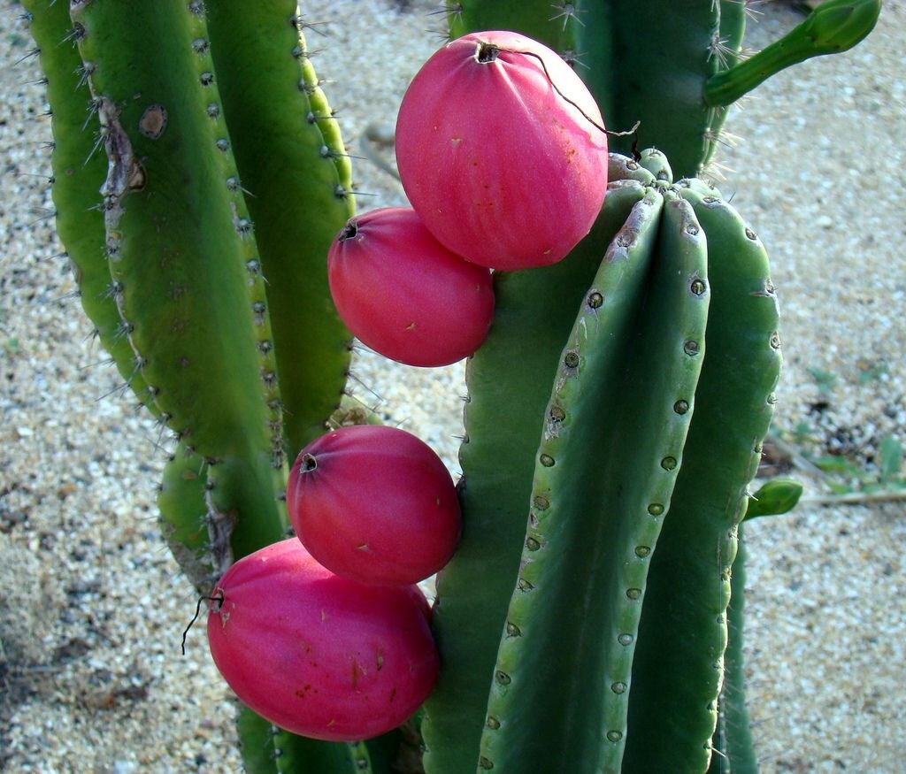 Peruvian Apple Cactus, Cereus Repandus, Live Plant - Etsy 日本