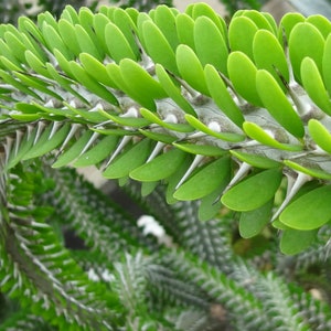 Alluaudia procera, Madagascar ocotillo, African Ocotillo, Ocotillo, cactus, succulent, live plant