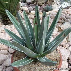 Ferdinand Agave, King Of The Agave, Nickelsiae, agave, cactus, succulent, Live plant image 7