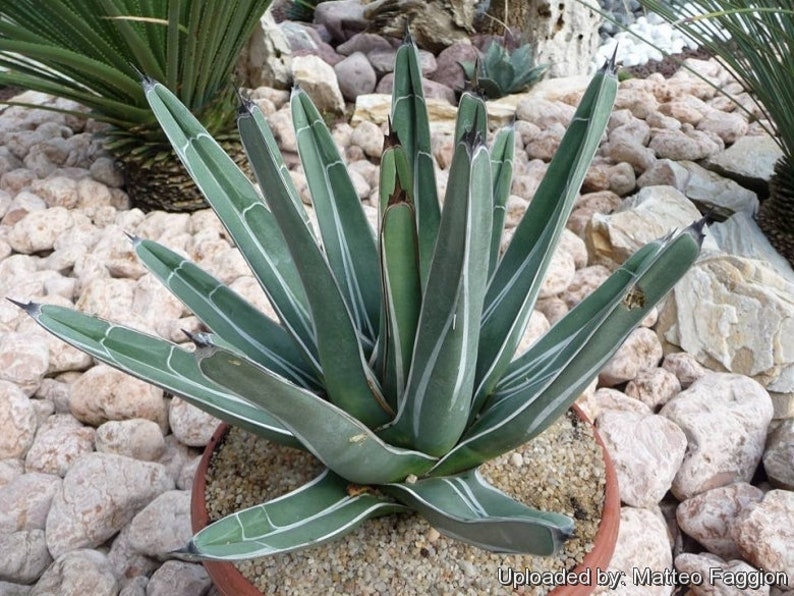 Ferdinand Agave, King Of The Agave, Nickelsiae, agave, cactus, succulent, Live plant image 7