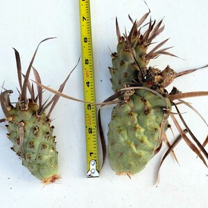 Paper Spine Cactus, Tephrocactus articulatus var. papyracanthus, Cactus, Succulent, Live plant cutting