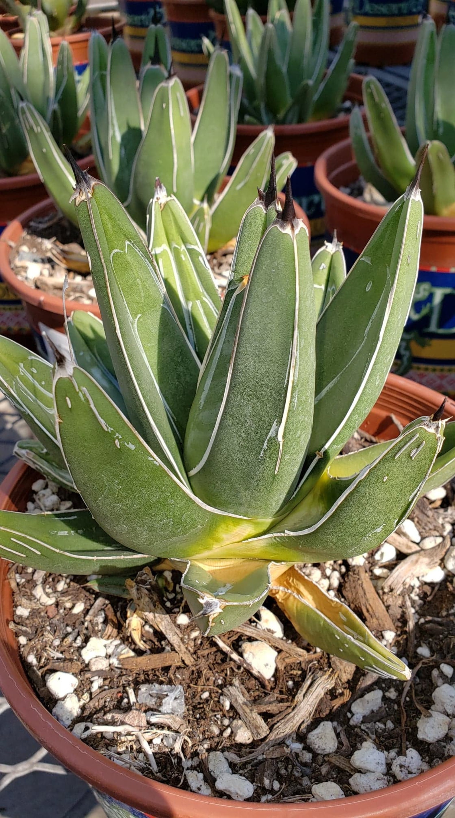 Ferdinand Agave King of the Agave Nickelsiae Agave Cactus - Etsy