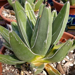 Ferdinand Agave, King Of The Agave, Nickelsiae, agave, cactus, succulent, Live plant 4-5 inch