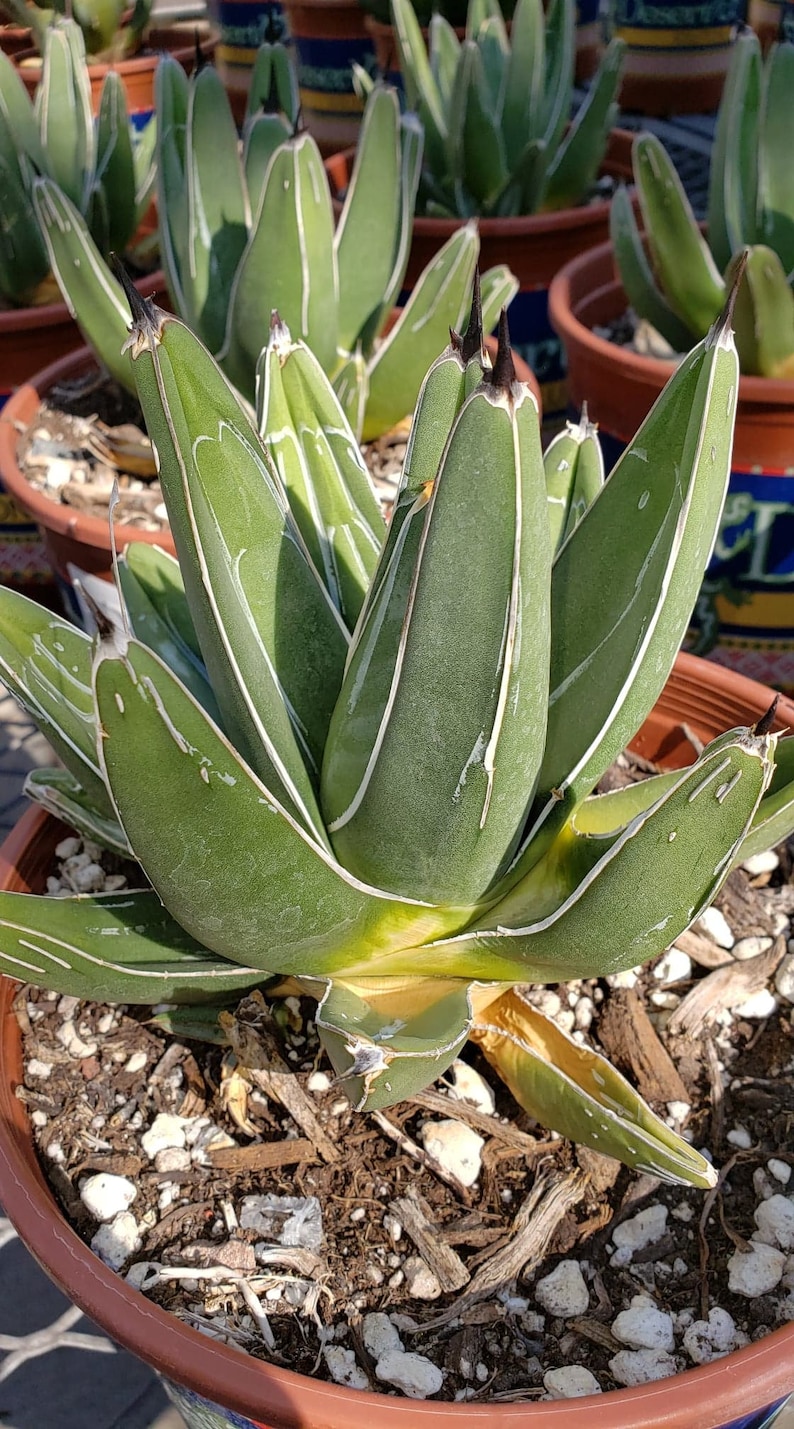 Ferdinand Agave, King Of The Agave, Nickelsiae, agave, cactus, succulent, Live plant 4-5 inch