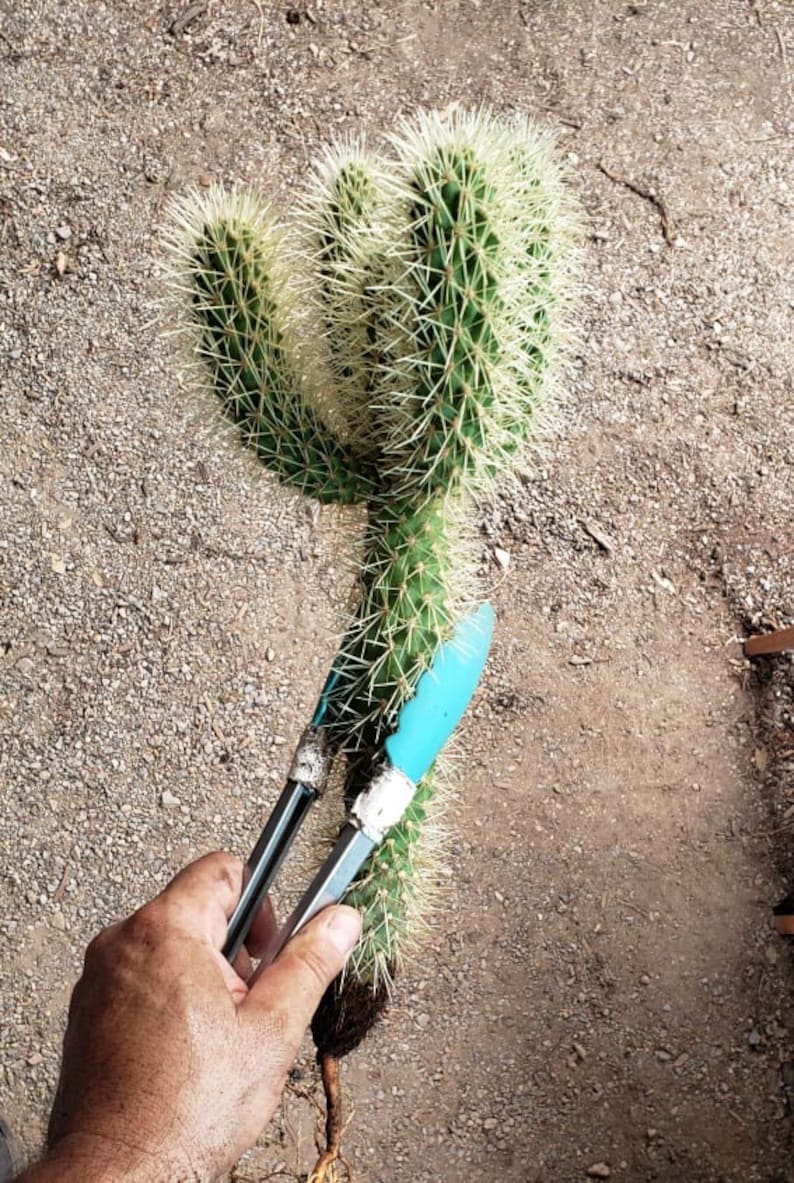 Teddy bear Cholla, Cylindropuntia Bigelovii, cactus, succulent, live plant image 3