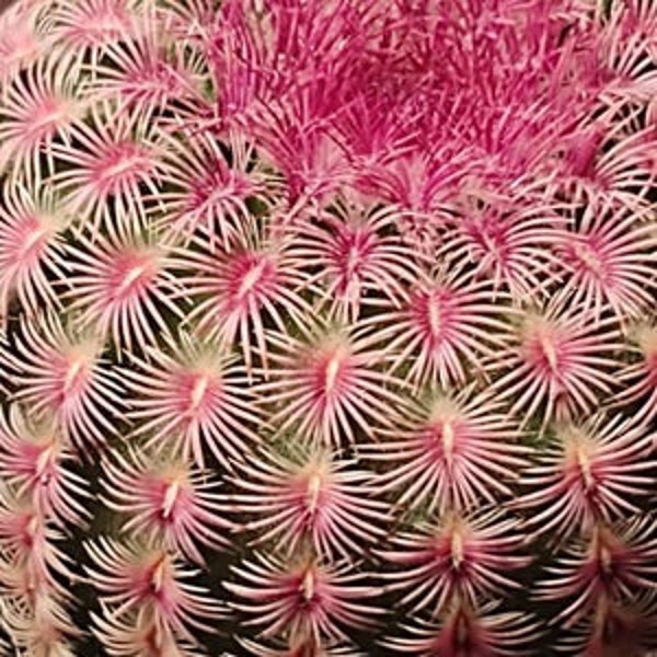 Echinocereus rigidissimus, rubrispinus, Rainbow Hedgehog, cactus arcoíris de Arizona, cactus, planta suculenta y viva
