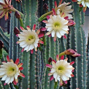 Moonlit Beauty: Cereus peruvianus Night BloomerCereus repandus, Cereus peruvianus night blooming cactus