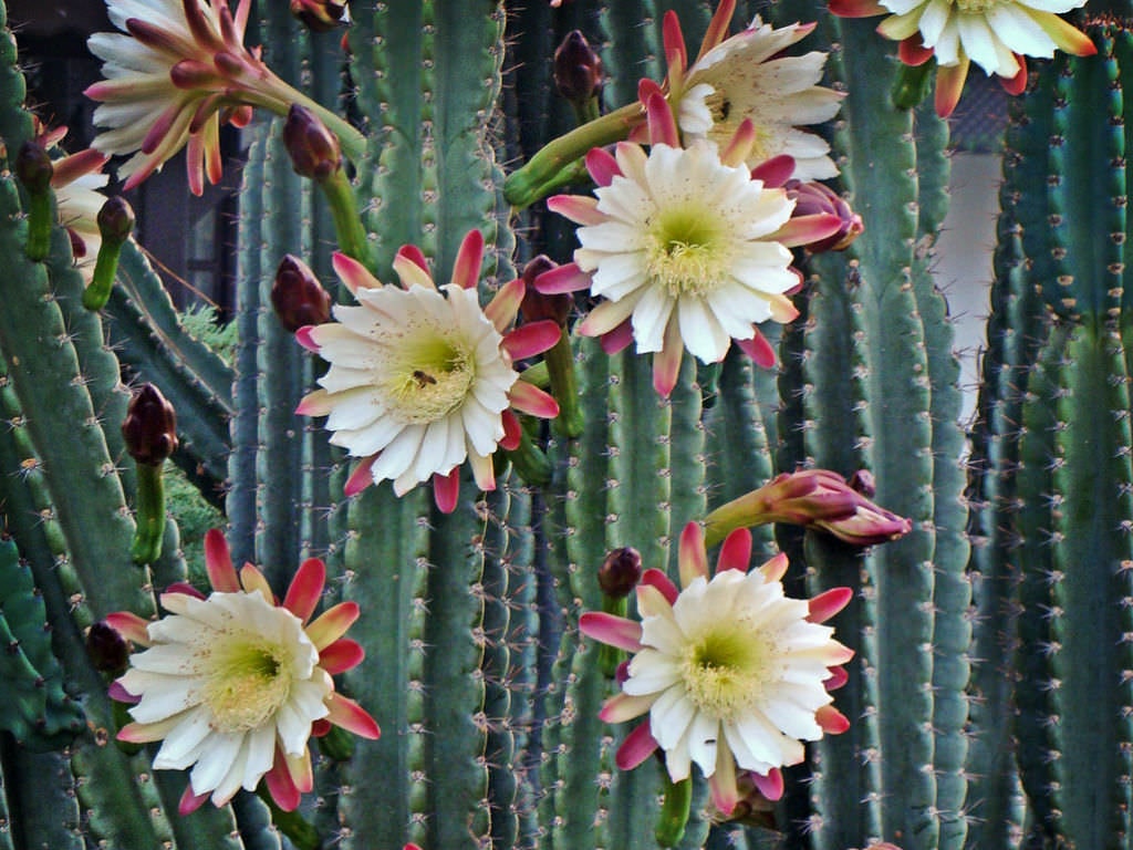 月明かりの美しさ：夜咲きのサボテン、Cereus repandus - Etsy 日本