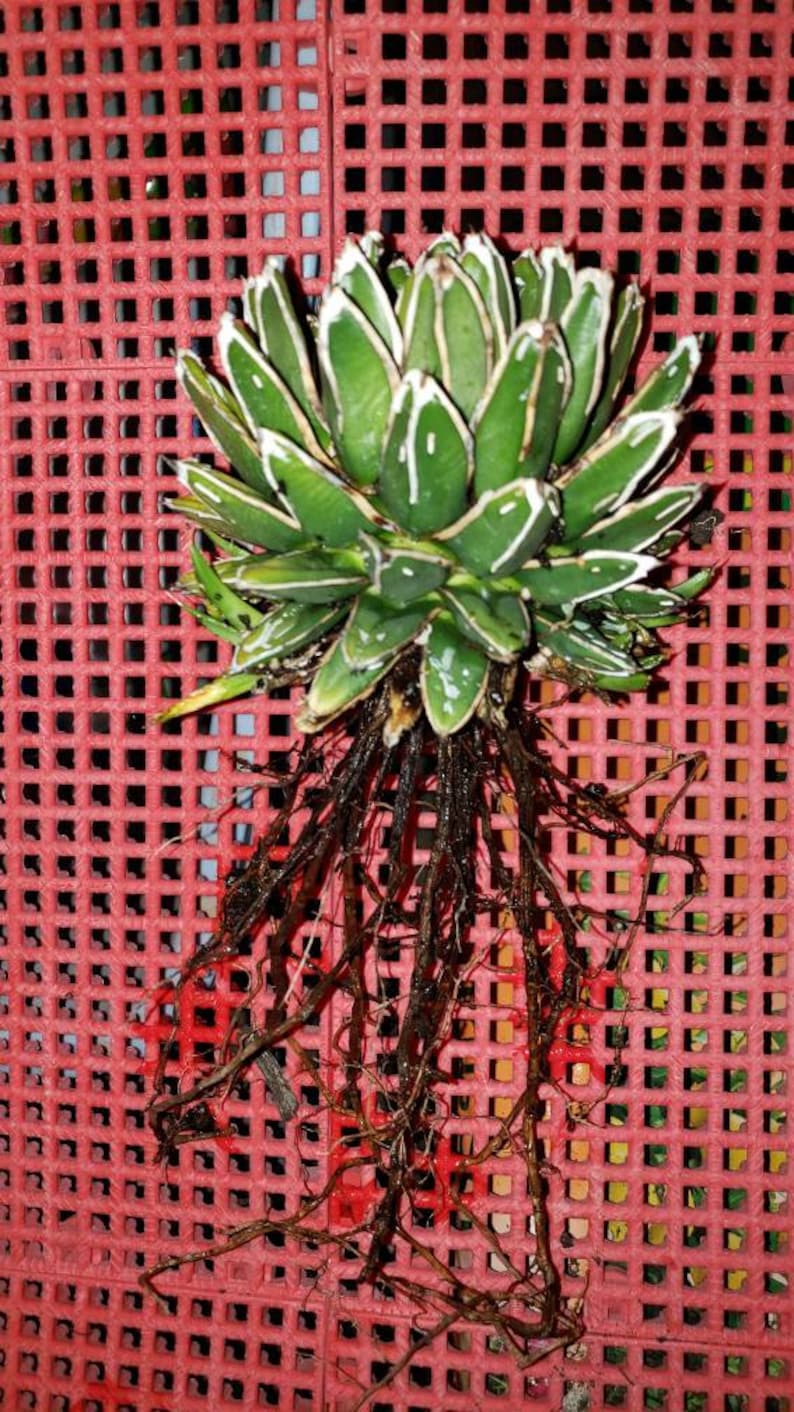 Agave Victoriae Reginae, Queen Victoria Agave, Agave, cactus, succulent, Live Plant image 5