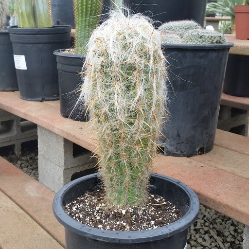mammillaria duoformis Mammillaria duoformis f/ Tenango del Valle main image 0