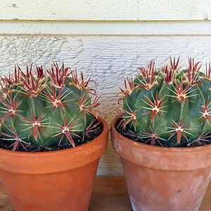 Devils Tongue Barrel Cactus, Ferocactus latispinus, fish hook cactus, barrel cactus, cactus, succulent, live plant image 10