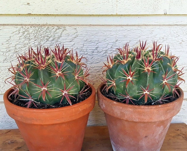 Devils Tongue Barrel Cactus, Ferocactus latispinus, fish hook cactus, barrel cactus, cactus, succulent, live plant image 10