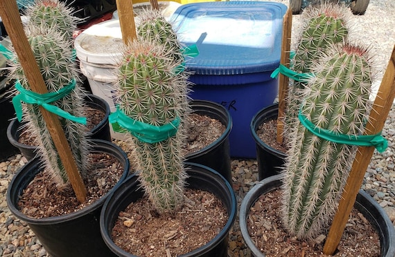 Giant Saguaro Cactus  Carnegiea gigantea Live Cactus Plant, Rare Columnar  Succulent, Desert Totem, Drought-Tolerant - Etsy.de