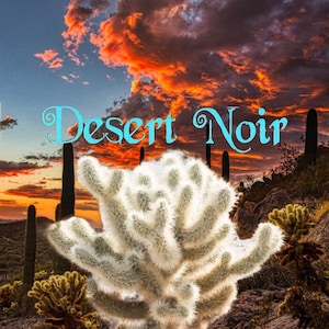 Teddy bear Cholla, Cylindropuntia Bigelovii, cactus, succulent, live plant