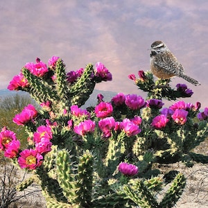 Walkingstick Cactus, Cylindropuntia spinosior, Opuntia spinosior, Cane Cholla, Cholla, cactus, succulent,