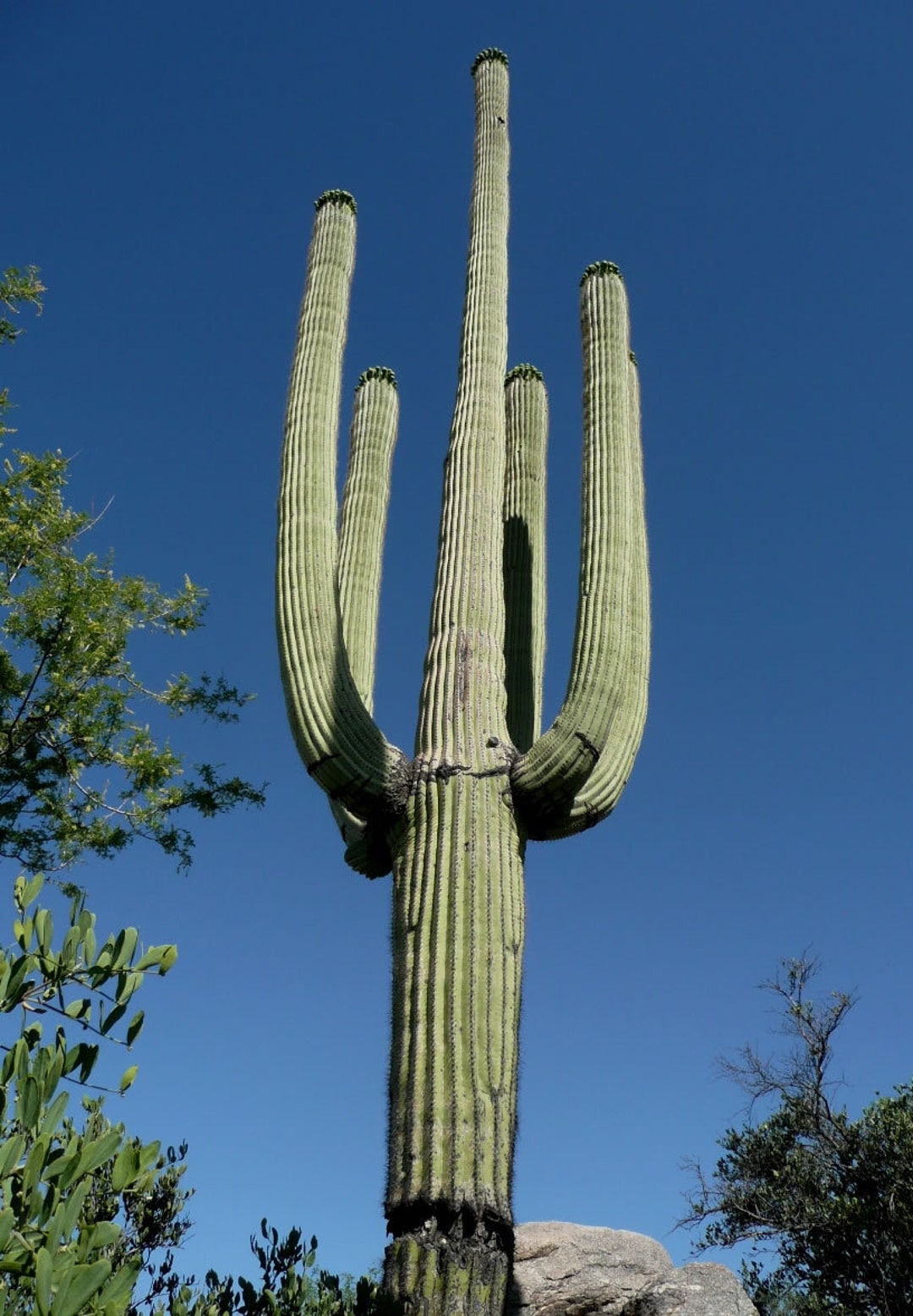 Carnegiea Gigantea, Saguaro Cactus, Live Plant Etsy