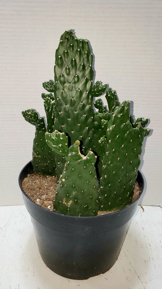 kentia palme wenig licht Howea forsteriana (Kentiapalme) kaufen