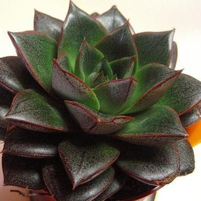 Urbinia Purpusii Echeveria purpusorum cactus Succulent | Etsy
