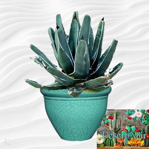 Ferdinand Agave, King Of The Agave, Nickelsiae, agave, cactus, succulent, Live plant image 10