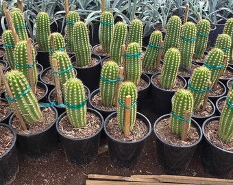 Argentine Giant Cactus  Echinopsis Candicans Live Cactus Plant, Night  Blooming White Flowers, Drought-tolerant Landscape - Etsy
