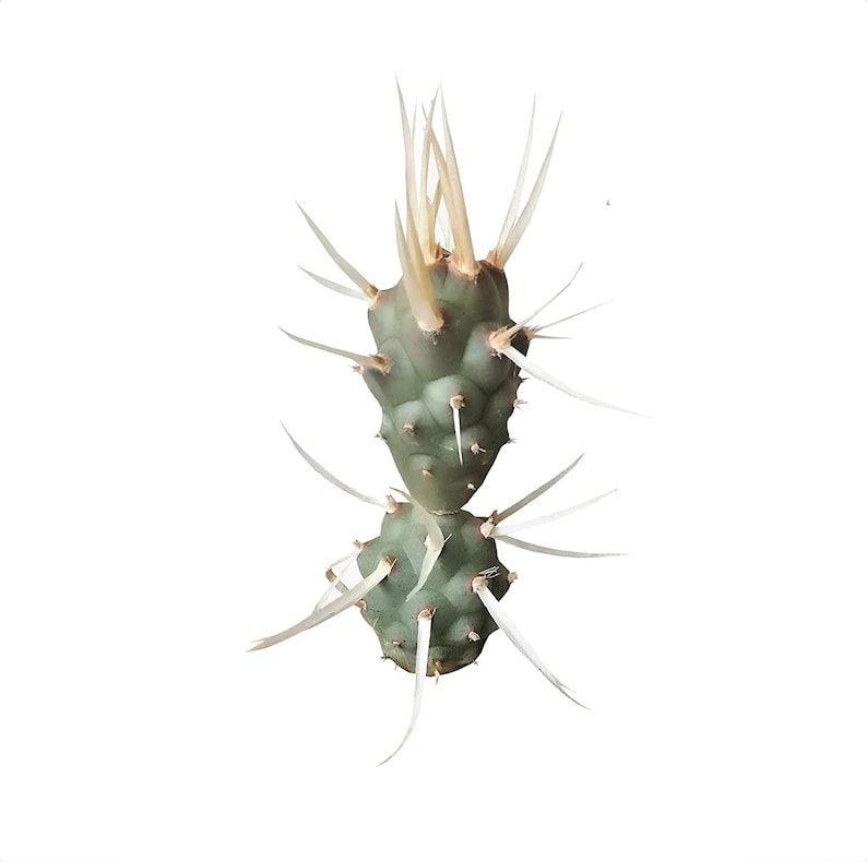 Paper Spine Cactus, Tephrocactus articulatus var. papyracanthus, Cactus, Succulent, Live plant image 7