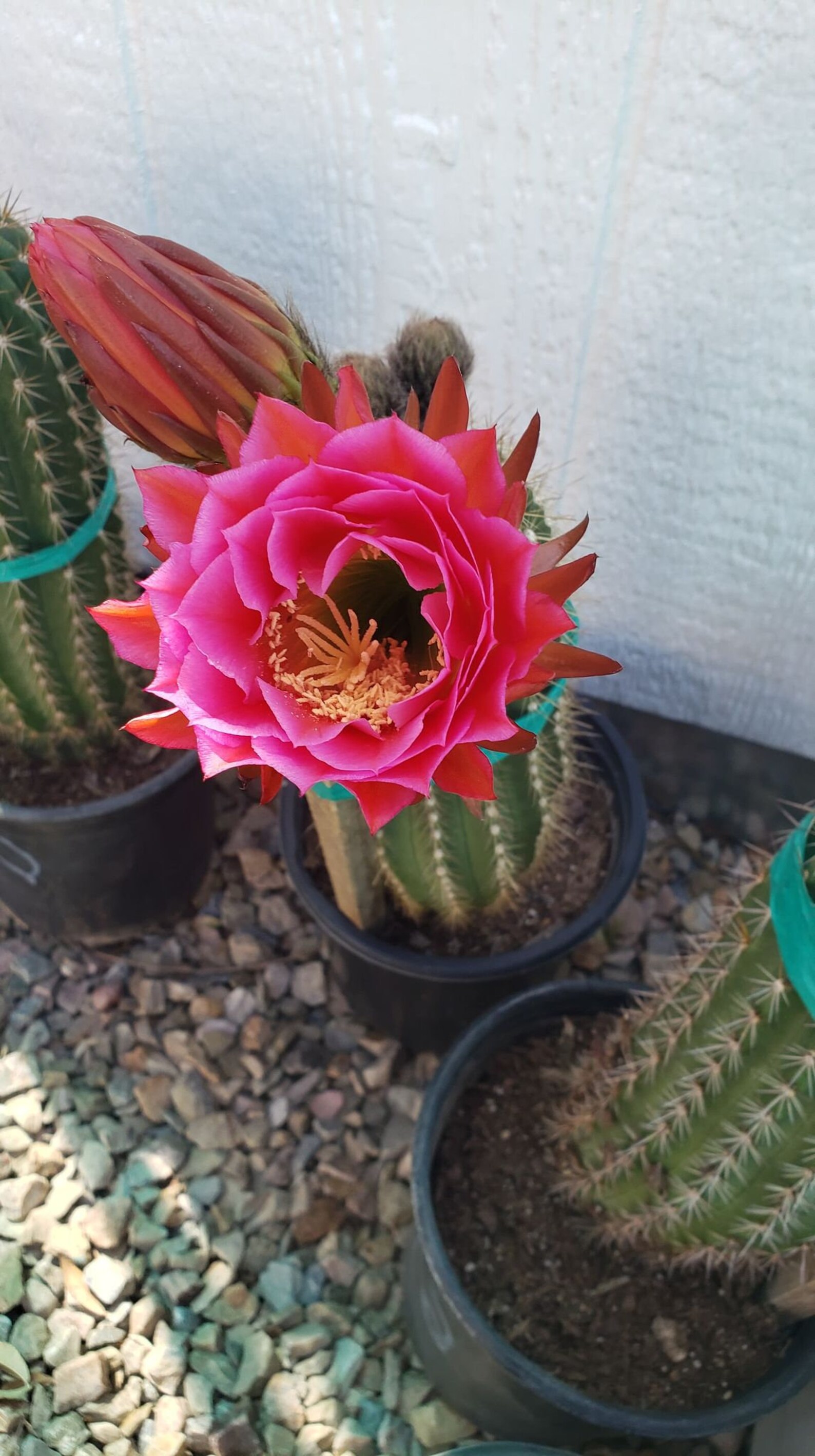 Tricholobivia Hybrid Trumpet Flower Cactus Cactus Etsy