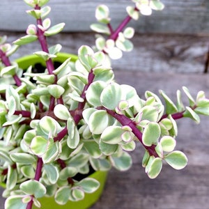 Elephant food, Variegated, Portulacaria, elephant bush, dwarf jade plant, porkbush, spekboom, succulent, live plant