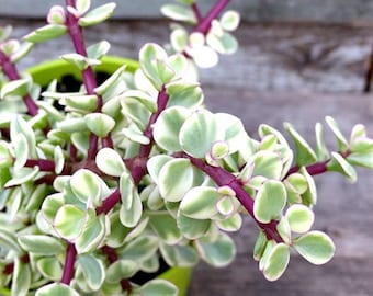 Variegated Elephant Bush Succulent, Portulacaria Afra, Live Plant (1 Gallon)