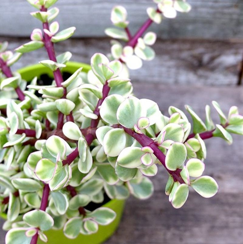 Nourriture pour éléphants, panachée, portulacaria, buisson à éléphants, plante de jade naine, porc, perche, succulente, plante vivante