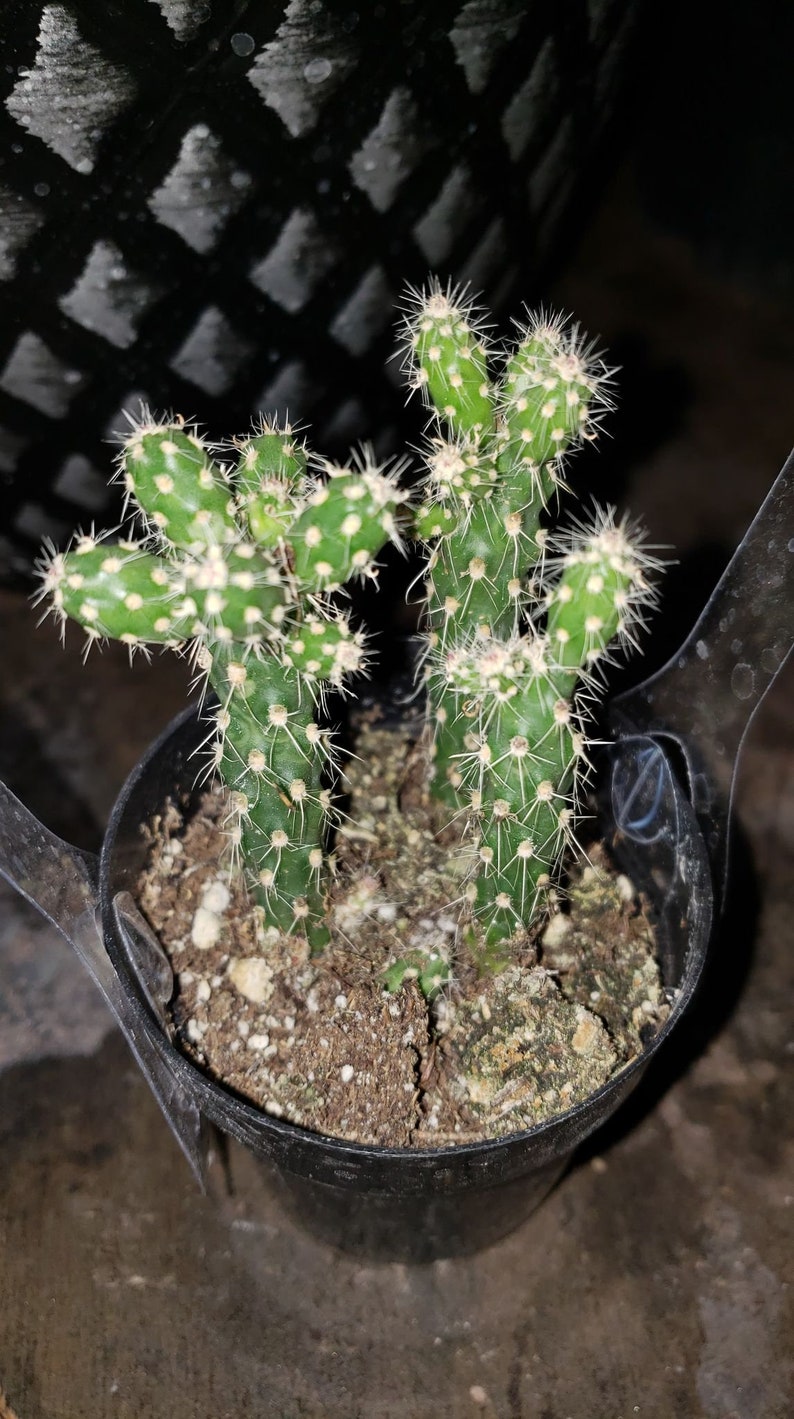 Teddy bear Cholla, Cylindropuntia Bigelovii, cactus, succulent, live plant 2in pot rooted mini