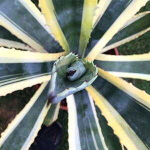 Agave Americana, Marginata, Variegated, Century Plant, agave, cactus, succulent, live plant image 6