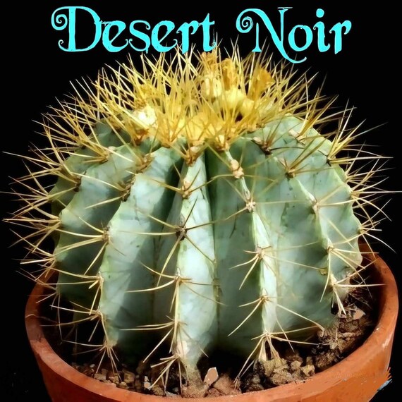 Blue Golden Barrel Cactus, Ferocactus Glaucescens, Live Succulent - Etsy