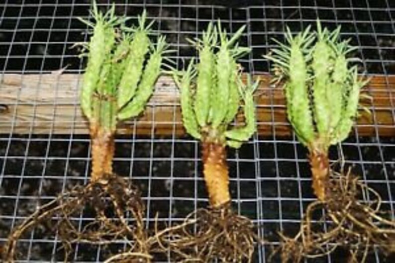 African Palm Tree Euphorbia Loricata Euphorbia Armata Etsy