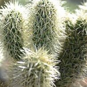 Teddy bear Cholla, Cylindropuntia Bigelovii, cactus, succulent, live plant image 5