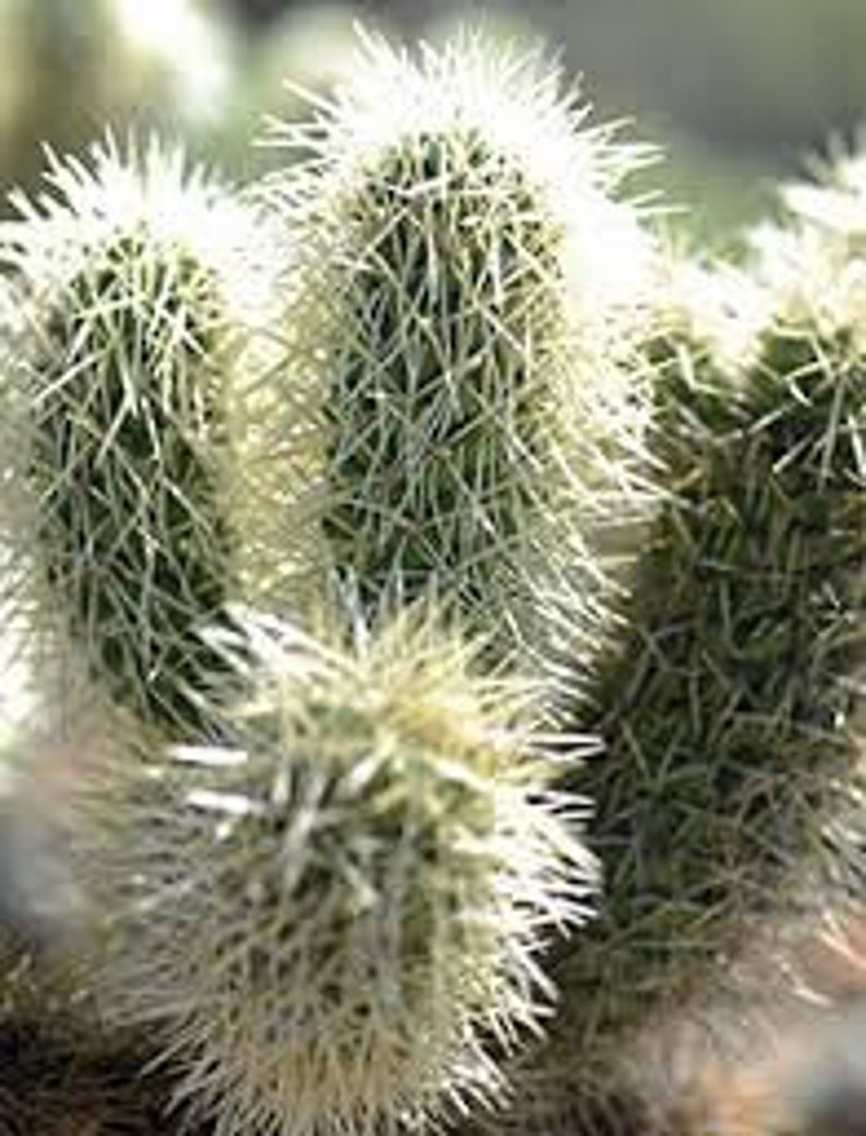 Teddy bear Cholla, Cylindropuntia Bigelovii, cactus, succulent, live plant image 5